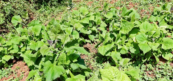 「原创首发」菊科多年生草本植物水果——雪莲果（菊薯）