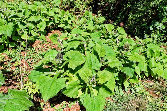 「原创首发」菊科多年生草本植物水果——雪莲果（菊薯）