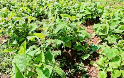 ​「原创首发」菊科多年生草本植物水果-雪莲果（菊薯）