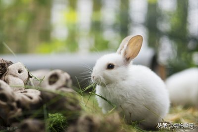 ​养兔子对人的巨大危害（养兔子一年能挣多少钱）