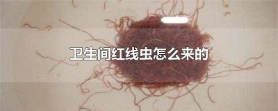 ​卫生间总有红线虫怎么办 卫生间总有红线虫怎么回事