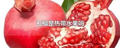 ​石榴是热带水果么 榴莲是亚热带水果吗