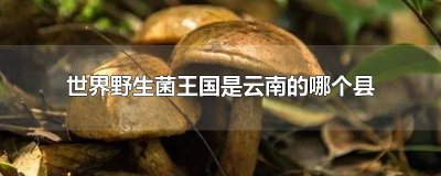 ​享有世界野生菌王国是云南的哪个县 中国野生菌王国是云南的哪个县