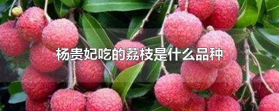 ​杨贵妃喜欢的荔枝品种 杨贵妃最喜欢的荔枝品种