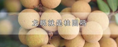 ​桂圆也是龙眼吗 龙眼是桂圆?