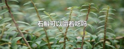 ​石斛能不能嚼着吃 石斛可不可以嚼着吃