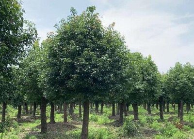 ​防止树木冻死的方法（防止树木在寒冷的冬天冻害的方法）