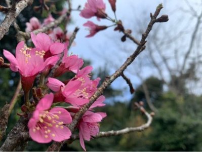 ​春天开的花有哪些（盘点春天开放的十种花）