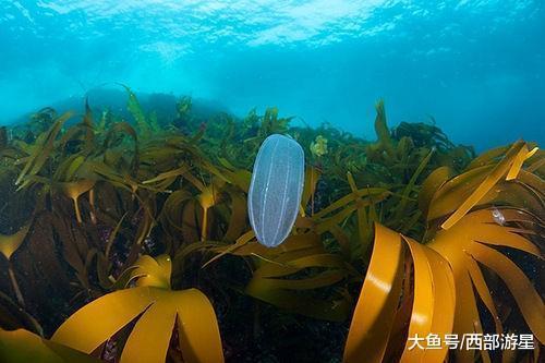 除了大熊猫外, 现在世界上有哪些能够被称为「活化石」的动物