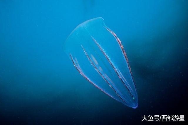 除了大熊猫外, 现在世界上有哪些能够被称为「活化石」的动物