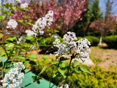 ​北京适合养什么花，市花和市树是什么