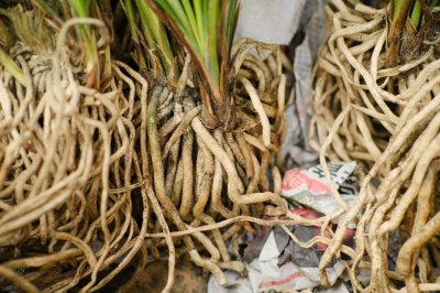 ​怎么养兰花根能再发芽，有芽了怎么种植