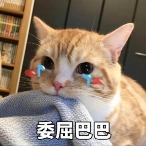 ​猫界忠诚排行，一生只认一个主人，你养了吗？