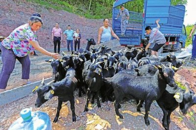 ​看大足黑山羊如何“洋”起来