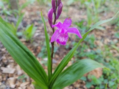 ​白芨市场价多少钱一斤