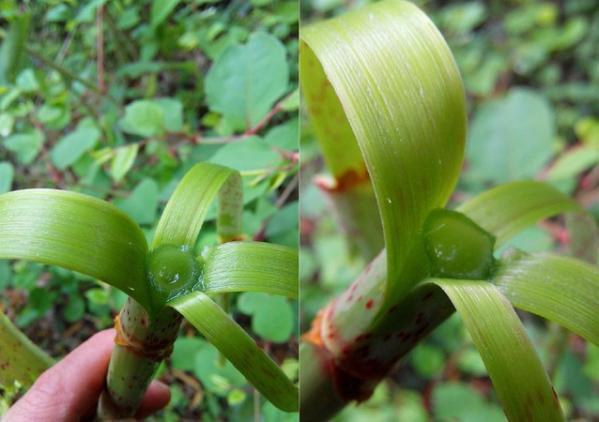 农村野草，能当野菜吃，一斤10元，市场潜力喜人