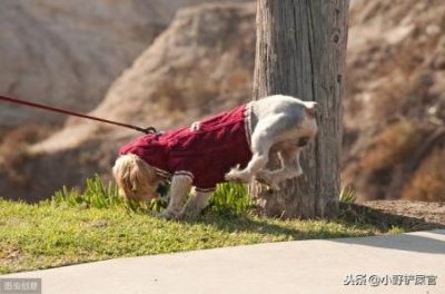 ​恶霸犬怎么样？恶霸犬怎么样看是纯种