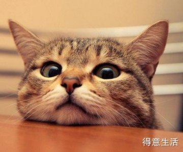 ​猫咪智商十大排名，你家的喵入围了吗？