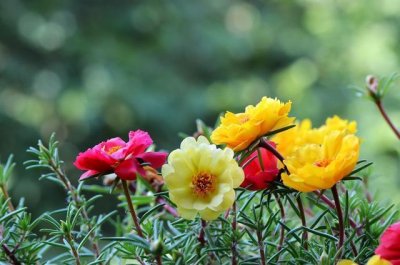 ​这五种小草花，最适合春天播种！几天就能枝繁叶茂、花开满盆