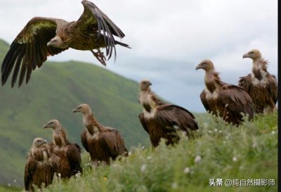 ​秃鹫百科知识，中国46种鹰科之一